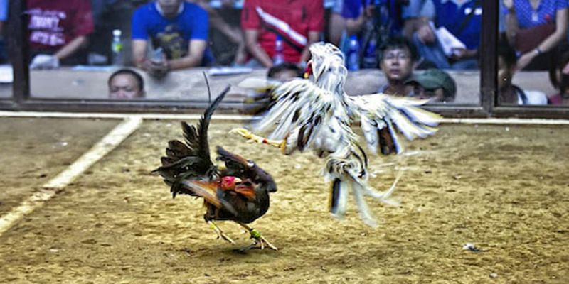 Giao dịch gửi và rút tiền Sin88 - Sin88